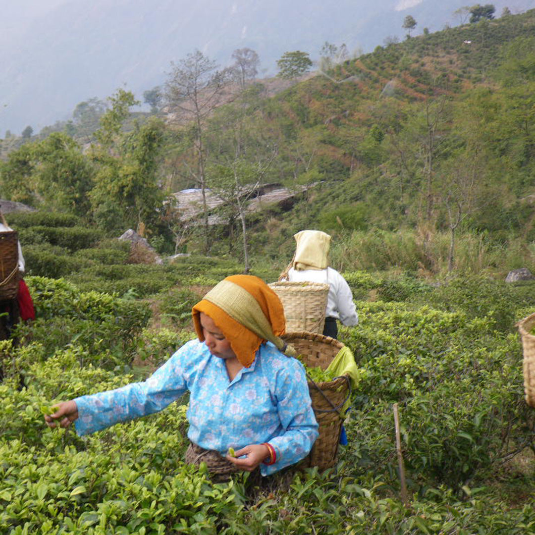 【第3世界ショップ】Artisan Tea Darjeeling とりたちのリース
